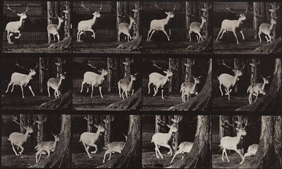 Animal Locomotion, Plate 686 by Eadweard Muybridge